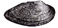 Unio fumidus