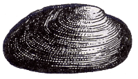 unio crassus