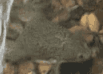 Шпорцевая лягушка, видео, 320*240, 460 Kb, 12 секунд