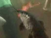 Таракатум в аквариуме, видео, 320*240, 900 Kb, 35 секунд